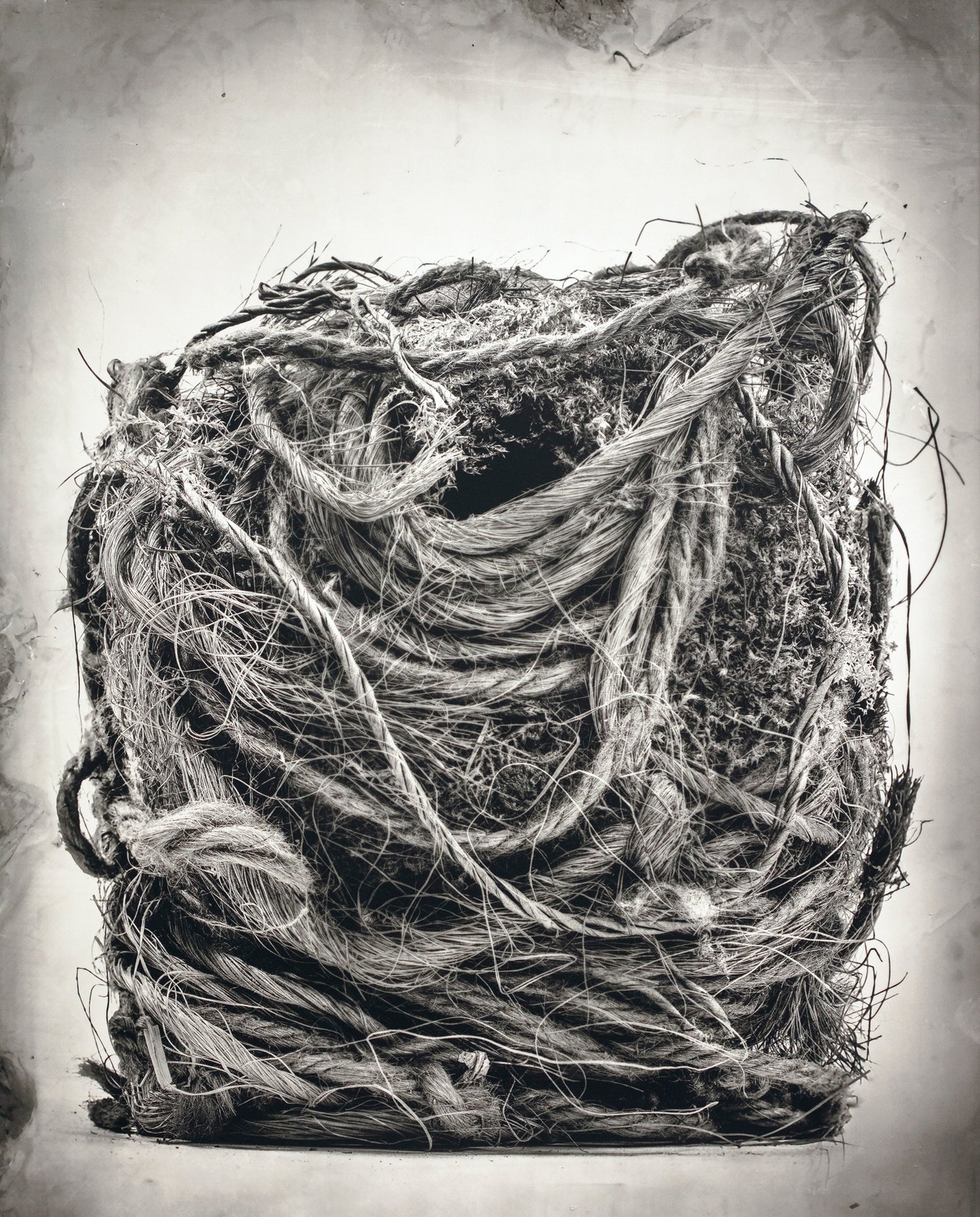 Nest of a Northern Wren, France