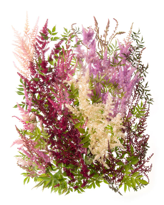 Load image into Gallery viewer, Collected Astilbe Garden

