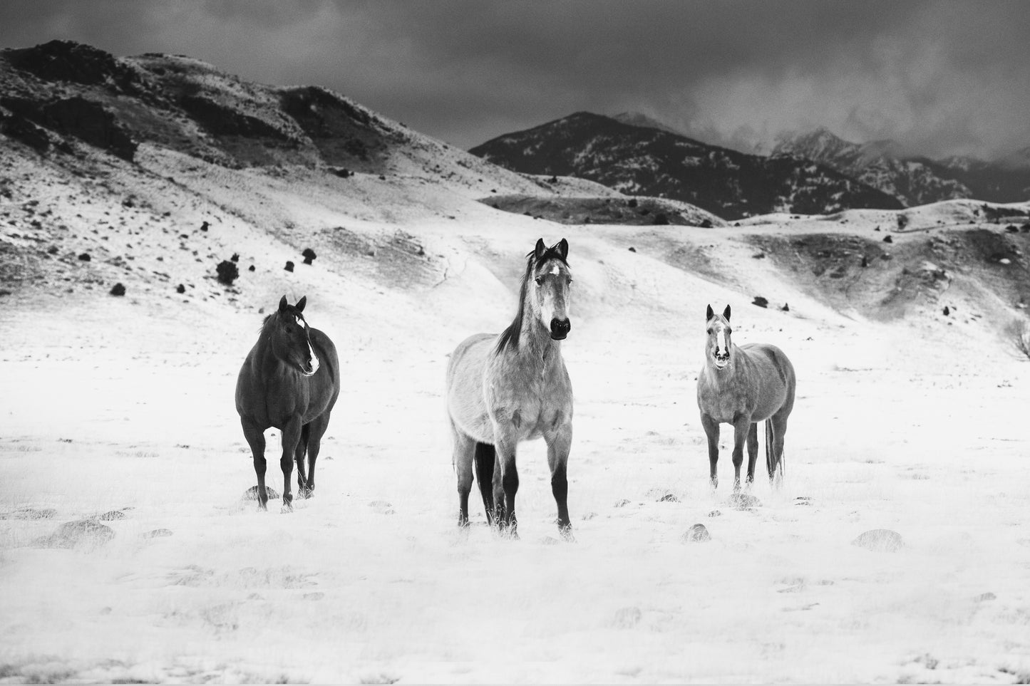 Montana Horses 03