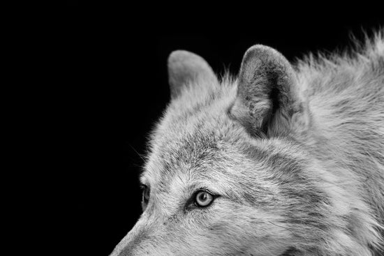 Wolf 04