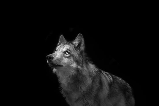 Load image into Gallery viewer, Wolf 06
